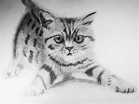 gato dibujo